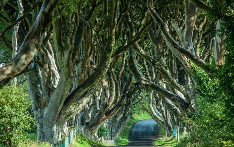 The dark hedges - Ireland