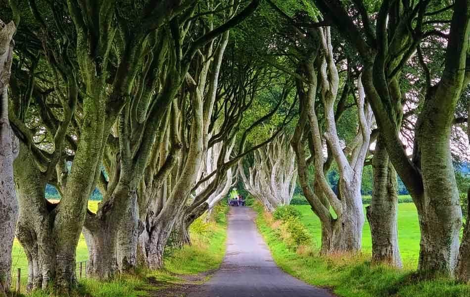 The Dark Hedges - Giants Causeway Tour from Belfast
