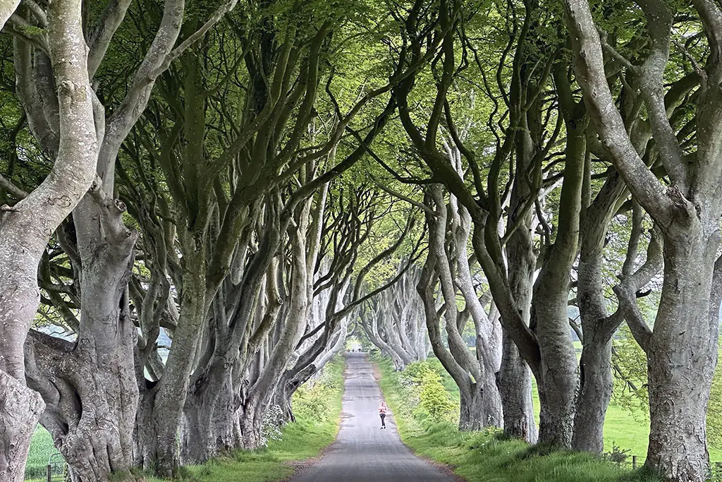 The Dark Hedges featured in the Northern Ireland 4 Day Itinerary along the scenic Causeway Coast