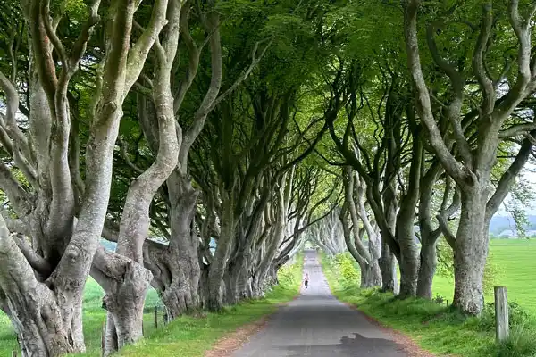 Game of Thrones filming-locations tour from Belfast