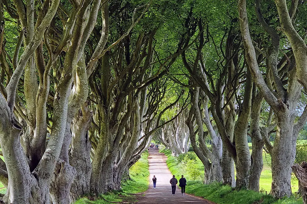 The Dark Hedges in Northern Ireland featured on the Belfast Tours NI Blog page